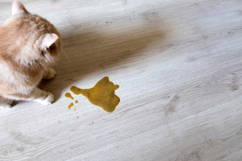 An orange cat sits on a light wood floor looking down at a puddle of yellowish-brown vomit or liquid.