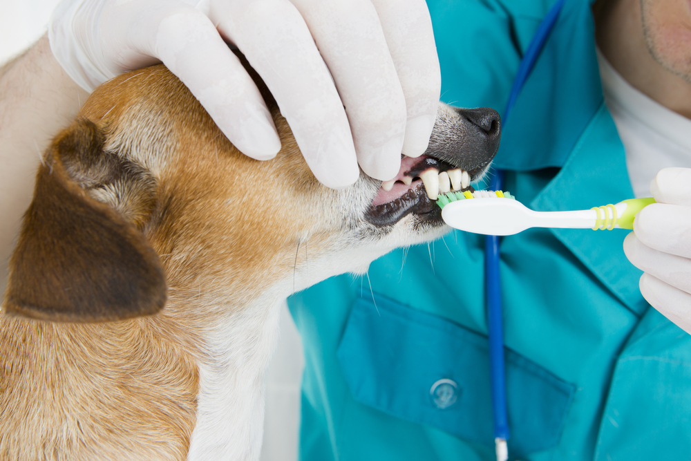 Dog at veterinary clinic having teeth brushed by vet.