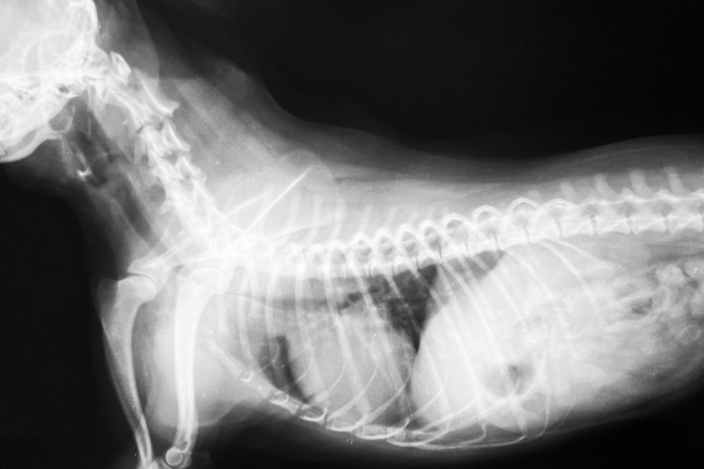 Radiography X-ray showing tracheal collapse in a dog during veterinary diagnosis